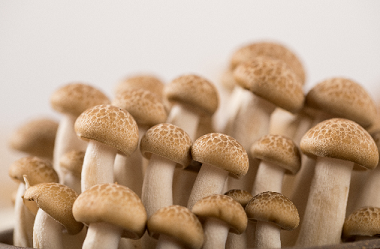 Mushroom raw materials set off a new round of application hotspots
