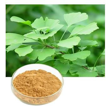 What is Gynostemma Extract Powder?