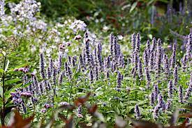 How Much Do You Know about the Hyssop Oil?